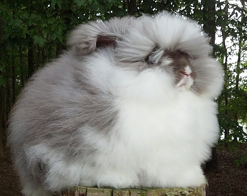 Chestnut Giant Angora Rabbit Breeders