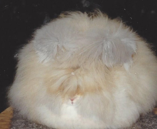 English Angora Rabbit Association