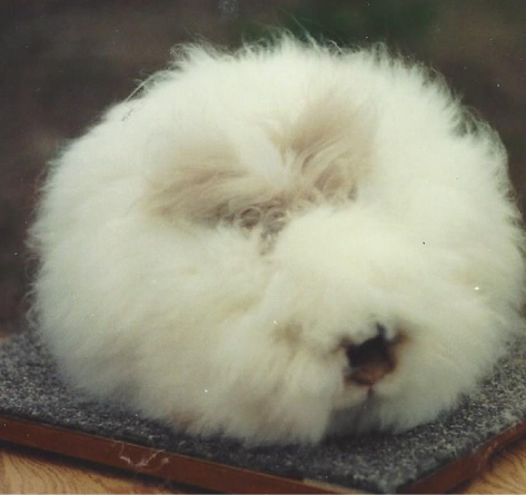 English Angora Rabbit Association