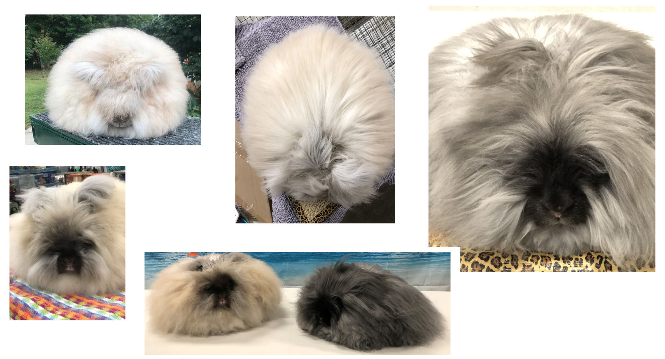 English Angora Rabbit Breeders