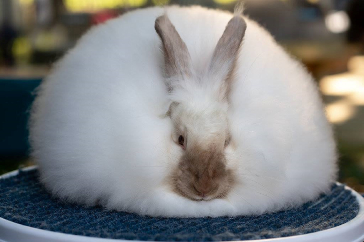 French Angora Rabbit Association