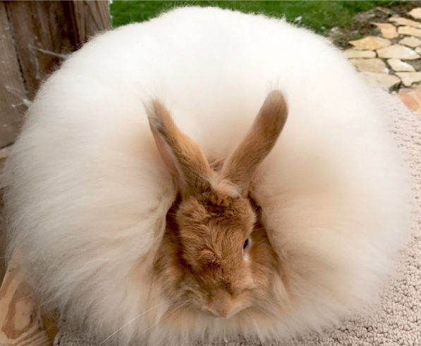 French Angora Rabbit Association