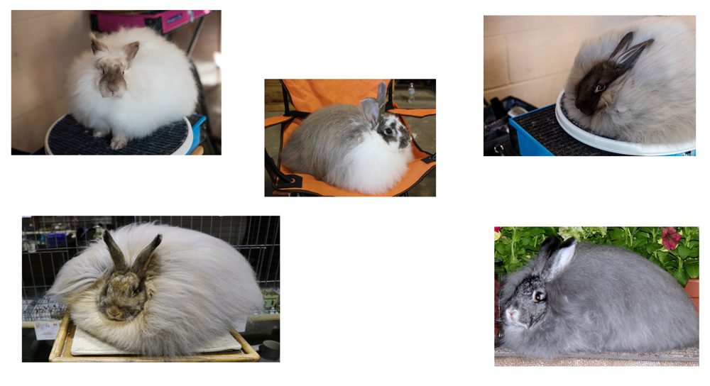French Angora Rabbit Breeders