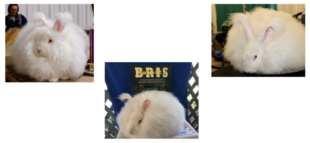 Giant Angora Rabbit Breeders