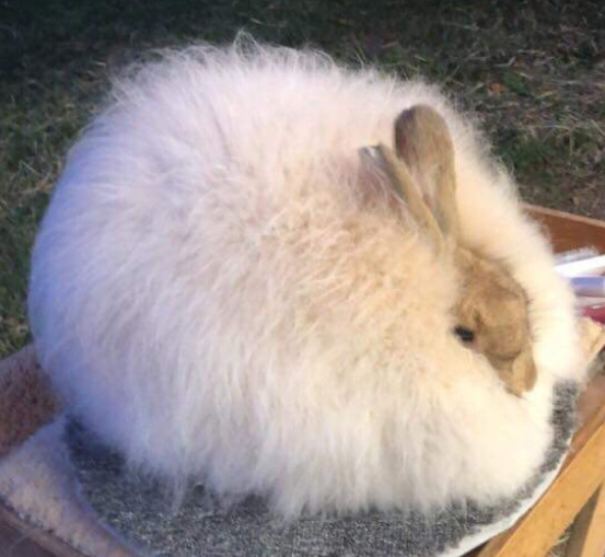 Satin Angora Rabbit Association