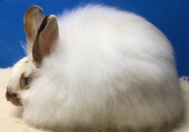 Satin Angora Rabbit Association