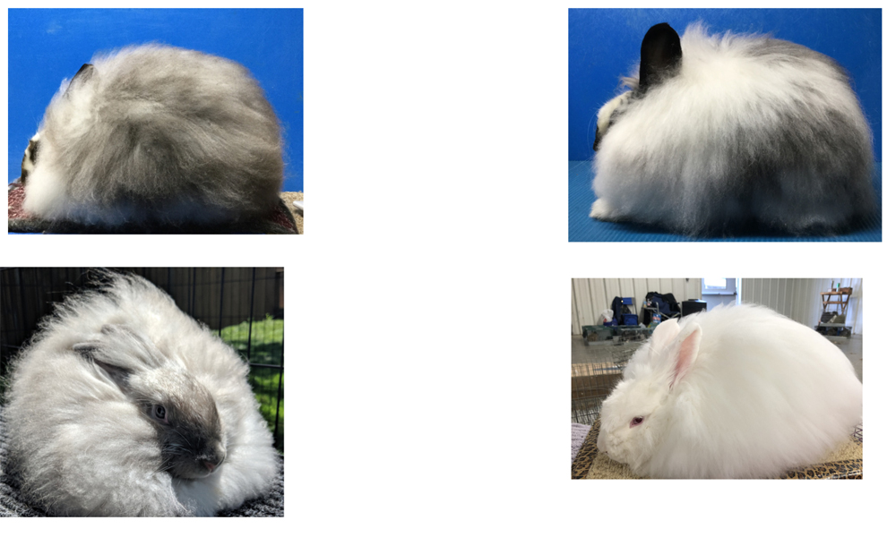 Satin Angora Rabbit Breeders